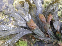 Fucus virsoides