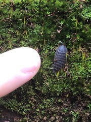 Porcellio scaber