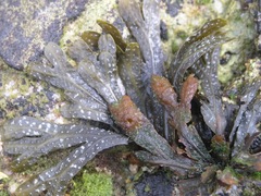 Fucus virsoides