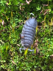 Porcellio scaber