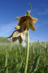 Fritillaria agrestis