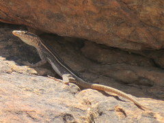 Platysaurus intermedius