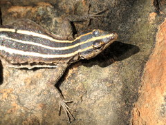 Platysaurus intermedius