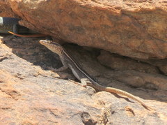 Platysaurus intermedius