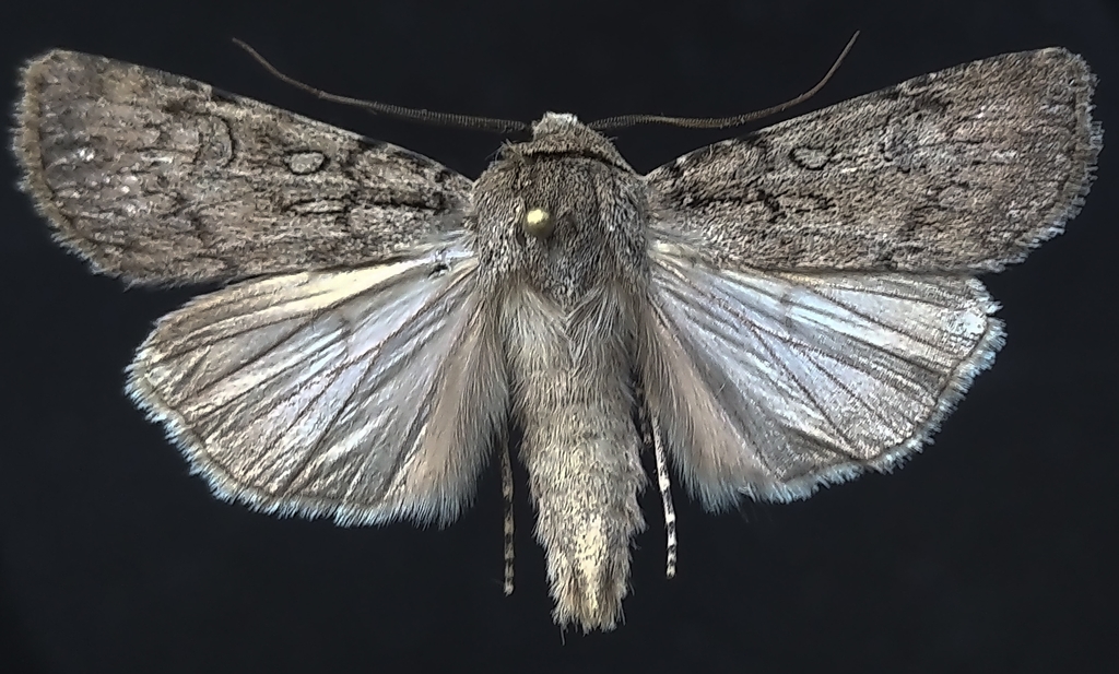 Euxoa choris