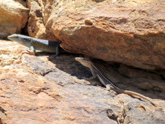 Platysaurus intermedius