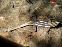 Platysaurus intermedius