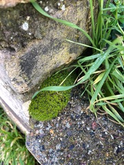 Syntrichia montana