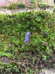 Porcellio scaber