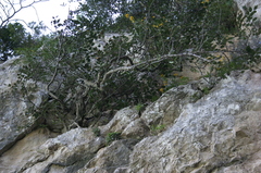 Ceratonia siliqua