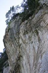 Euphorbia dendroides