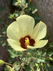 Hibiscus engleri