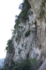 Euphorbia dendroides