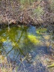 Microspora stagnorum