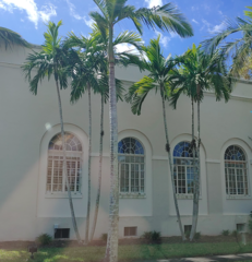 Ptychosperma elegans