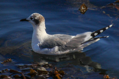 Leucophaeus pipixcan