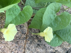 Ipomoea obscura obscura
