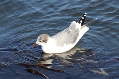 Leucophaeus pipixcan