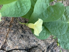 Ipomoea obscura obscura