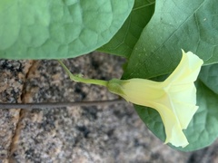 Ipomoea obscura obscura