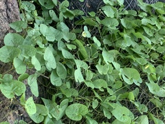 Ipomoea obscura obscura