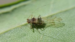 Drepanaphis acerifoliae