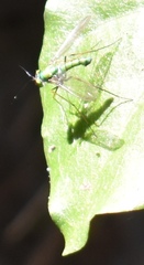 Chrysosoma globiferum