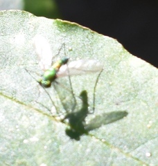 Chrysosoma globiferum