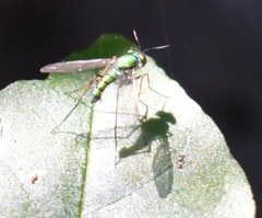 Chrysosoma globiferum