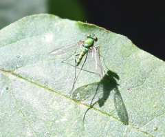 Chrysosoma globiferum