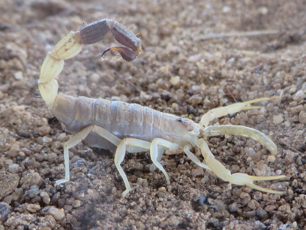 Hamar people's Thicktail Scorpion