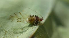 Drepanaphis acerifoliae