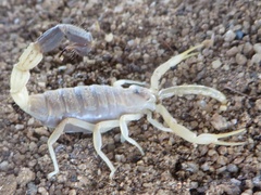 Parabuthus hamar