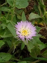 Centaurea pullata
