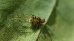Drepanaphis acerifoliae