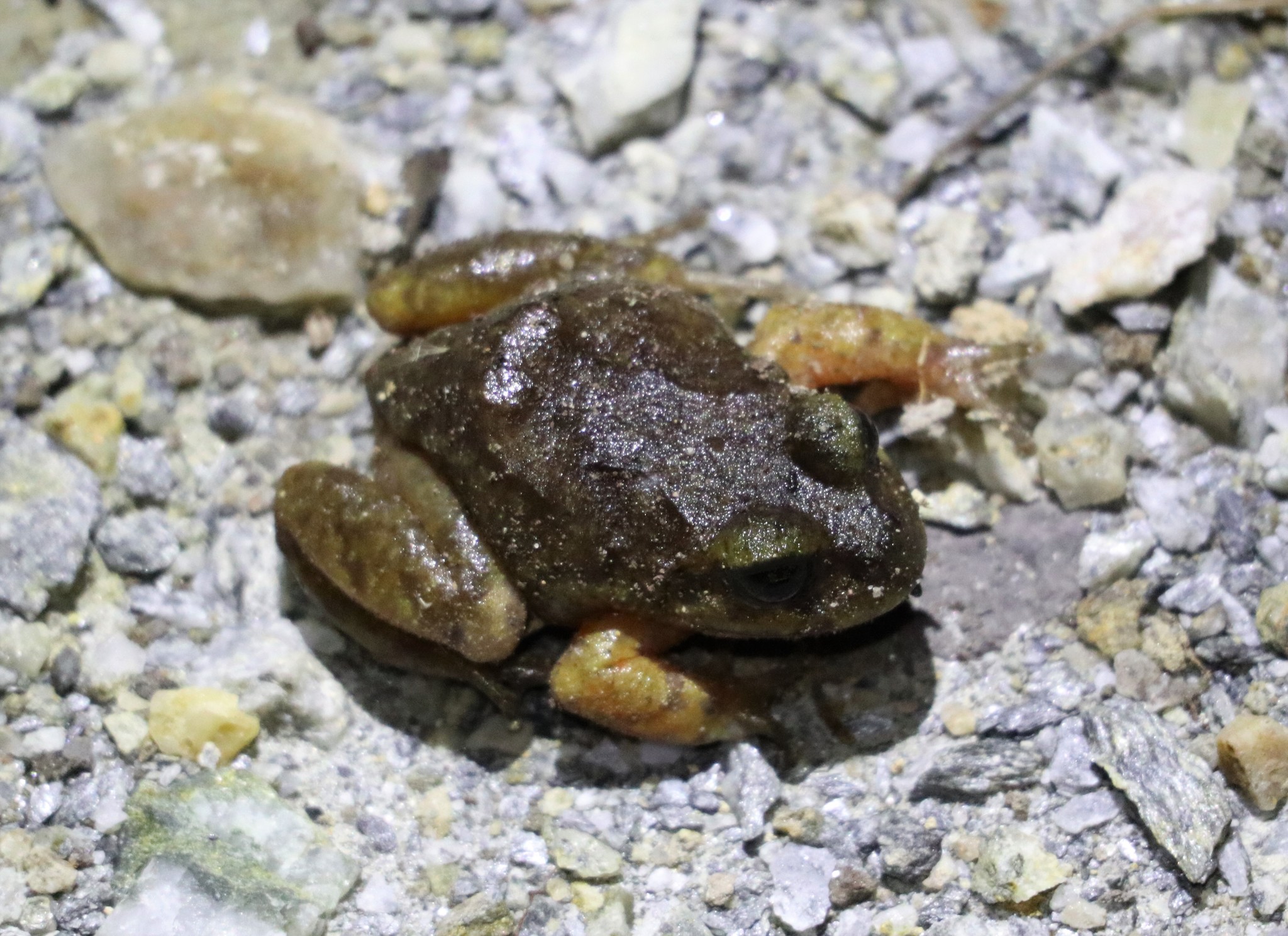 Eupsophus emiliopugini Formas, 1989