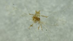 Drepanaphis acerifoliae
