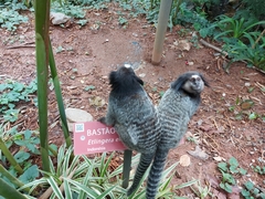 Callithrix penicillata