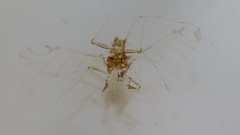 Drepanaphis acerifoliae