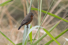 Sporophila minuta