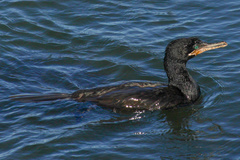 Nannopterum brasilianum