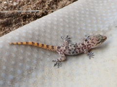 Hemidactylus angulatus