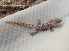 Hemidactylus angulatus