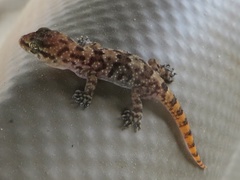 Hemidactylus angulatus