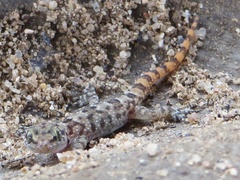 Hemidactylus angulatus