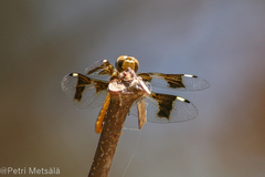 Palpopleura