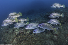 Sciaena umbra