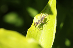 Phylloscyrtus amoenus