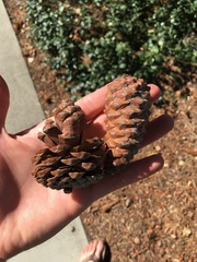 Pinus brutia eldarica