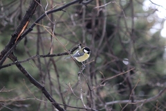 Parus major